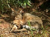 Степная кошка (Felis silvestris lybica), в результате одомашнивания которой возникла домашняя кошка