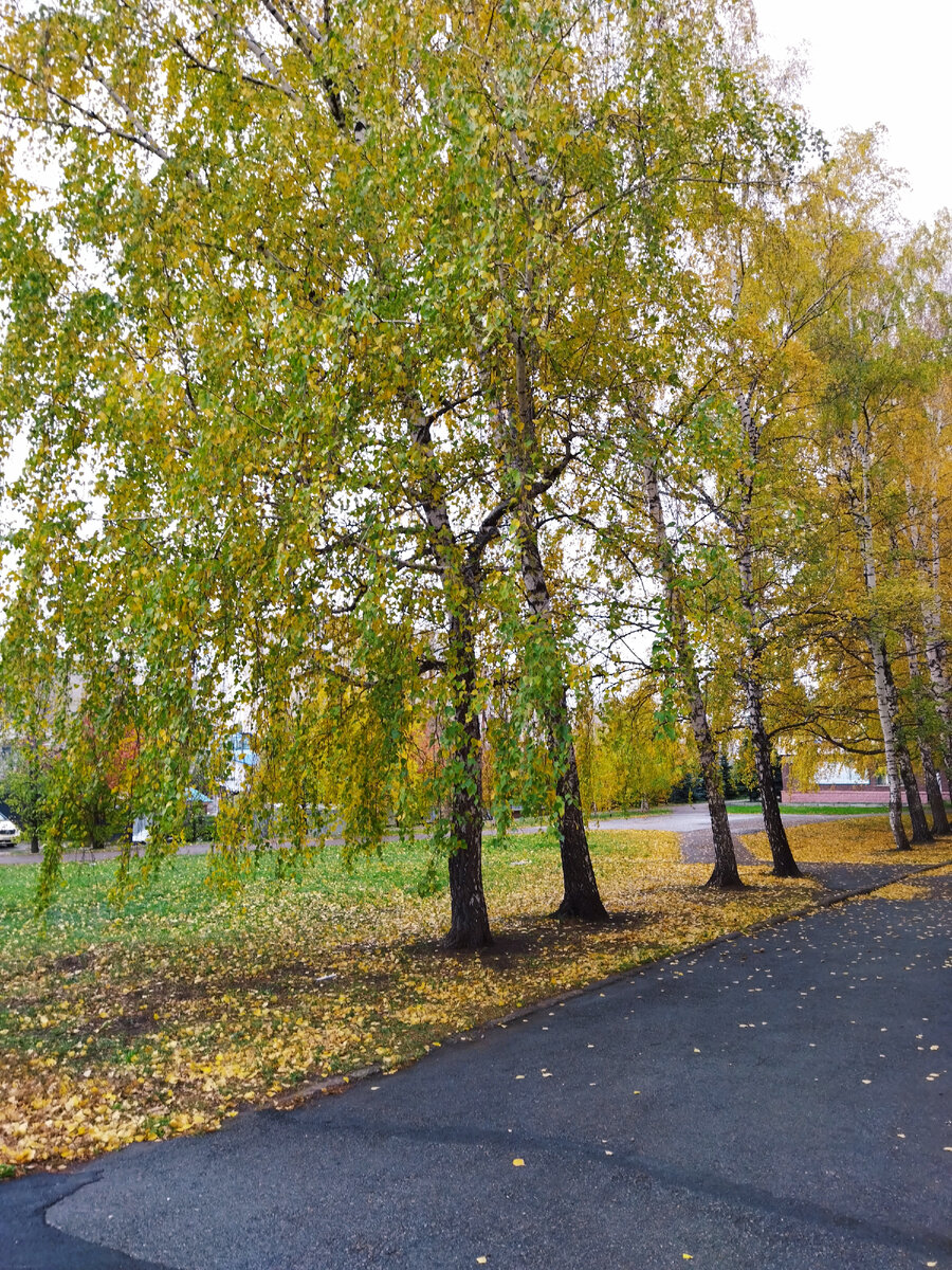 Фото автора. Берёзы пожелтели, долго стояли зелёными)