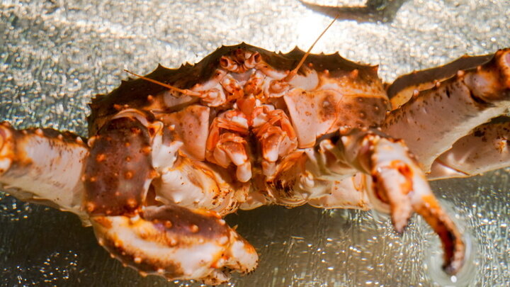 ФОТО: © SERGEY PETROV/NEWS.RU/GLOBALLOOKPRESS