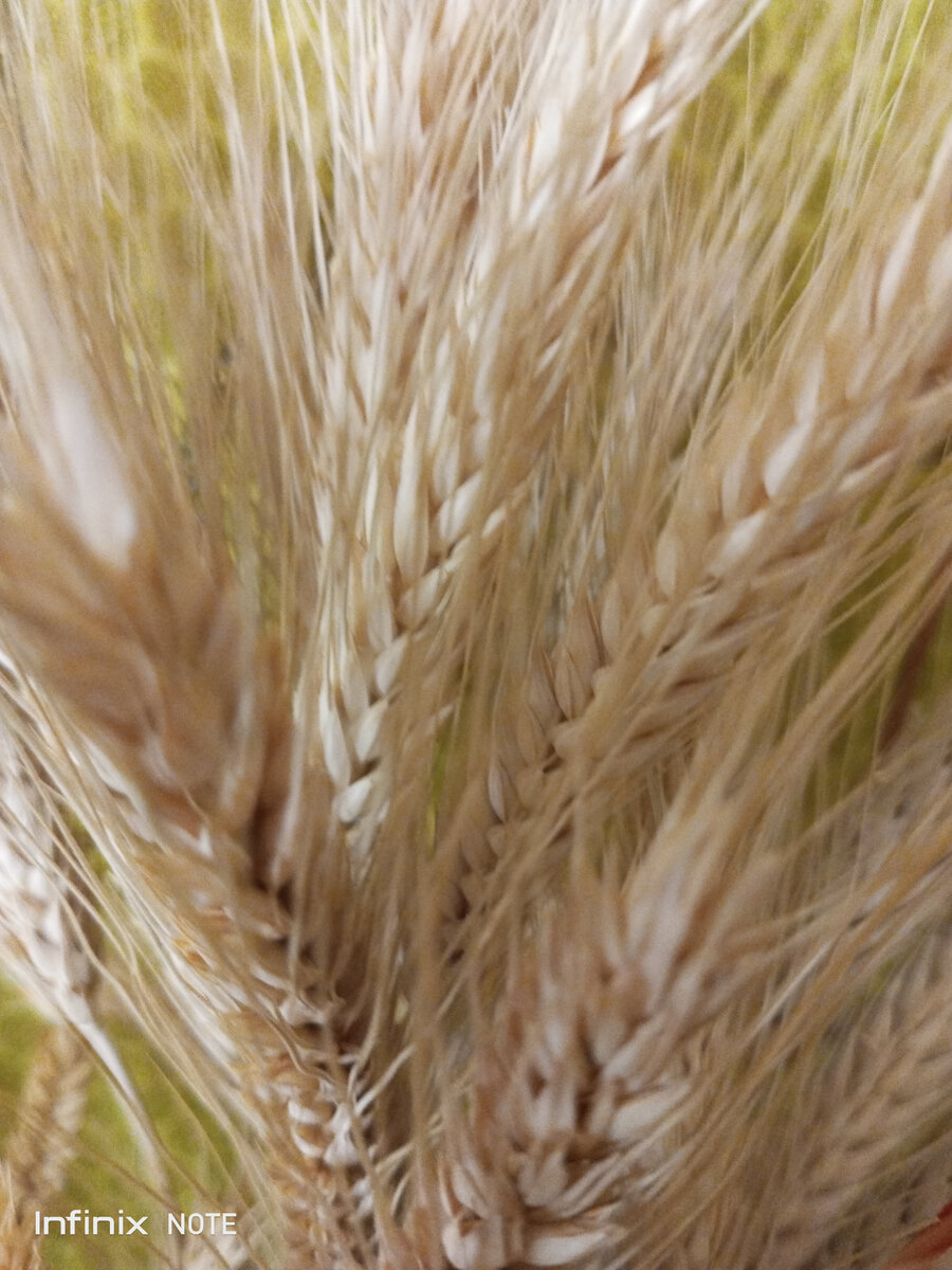 Колосок пшеницы