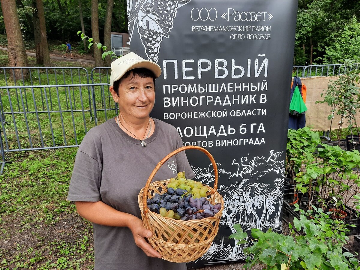 Рассвет» в Лозовом: как развивают промышленное виноградарство под Воронежем  | 36ON | Дзен