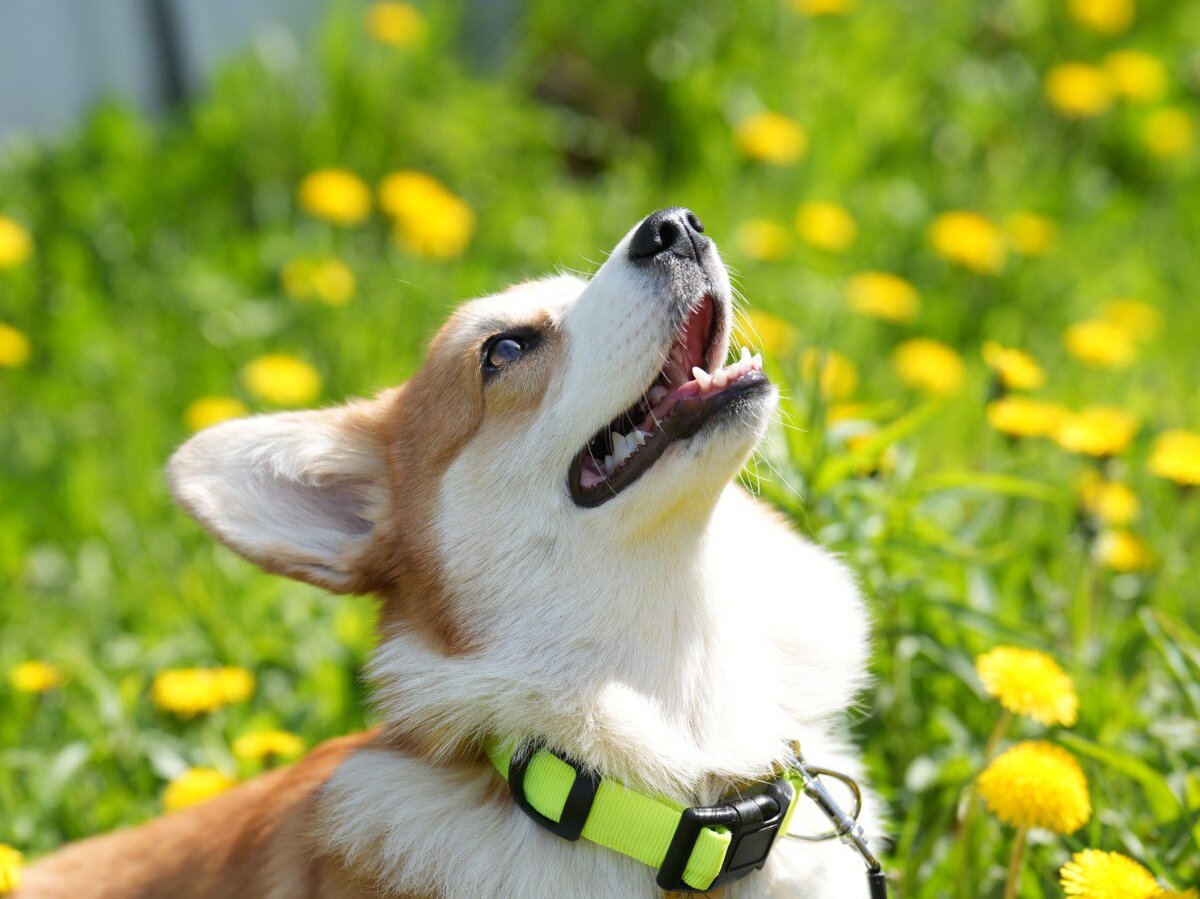 На фото — ошейник светодиодный неоновый желтый, серия NIGHT CITY, Triol