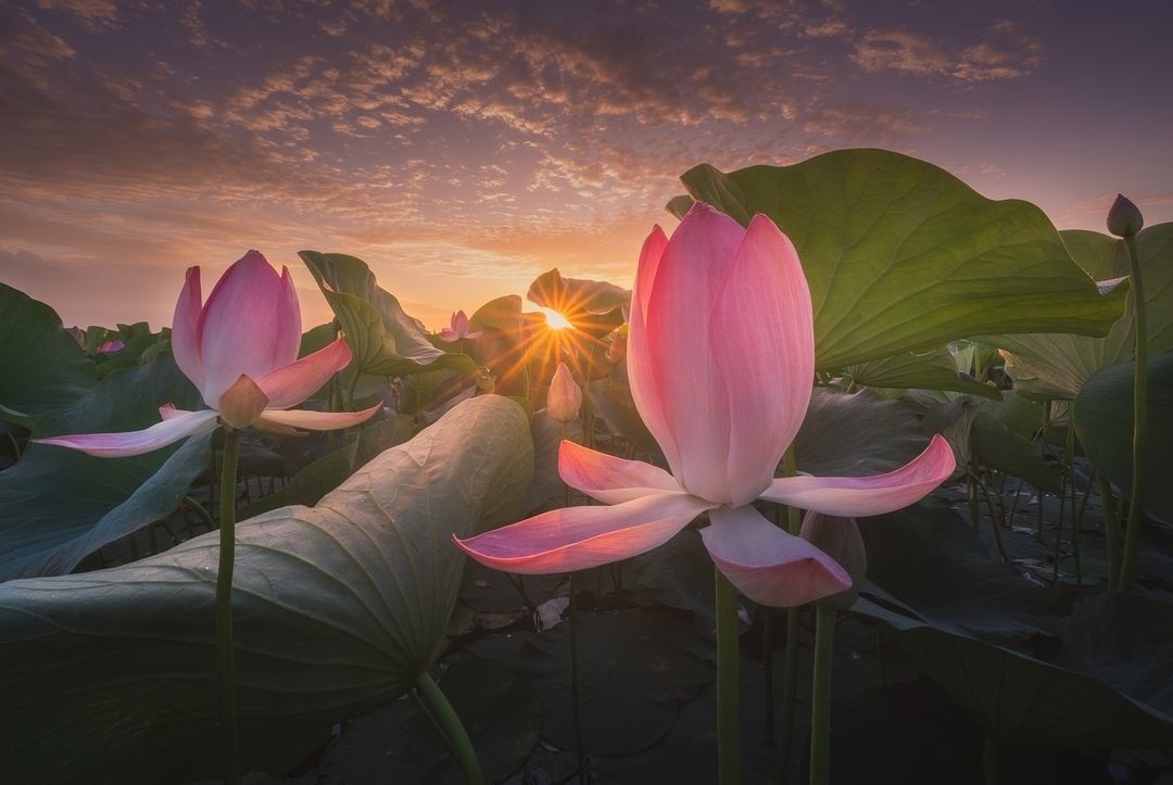 Картинка найдена на просторах интернета, ссылка https://yandex.ru/images/search?from=tabbar&img_url=https%3A%2Fi%2F.pinimg.com%2Foriginals%2Fa8%2F34%2Fа3f%2Fa83р43f8156с2879b5e7bd4с53274cf0591a19.jpg&lr=47&pos=15&rpt=simage&text=%D1%86%D0%B2%D0%B5%D1%82%D1%8B%20%D0%BA%D1%80%D1%83%D0%BF%D0%BD%D0%BE%20%D1%84%D0%BE1%82%D0%BE