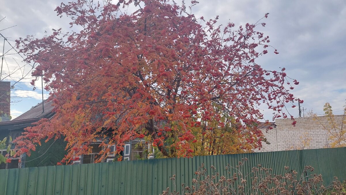 Рябина в поселке возле работы.
