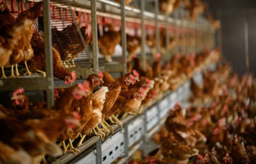    В российских магазинах могут подешеветь куры