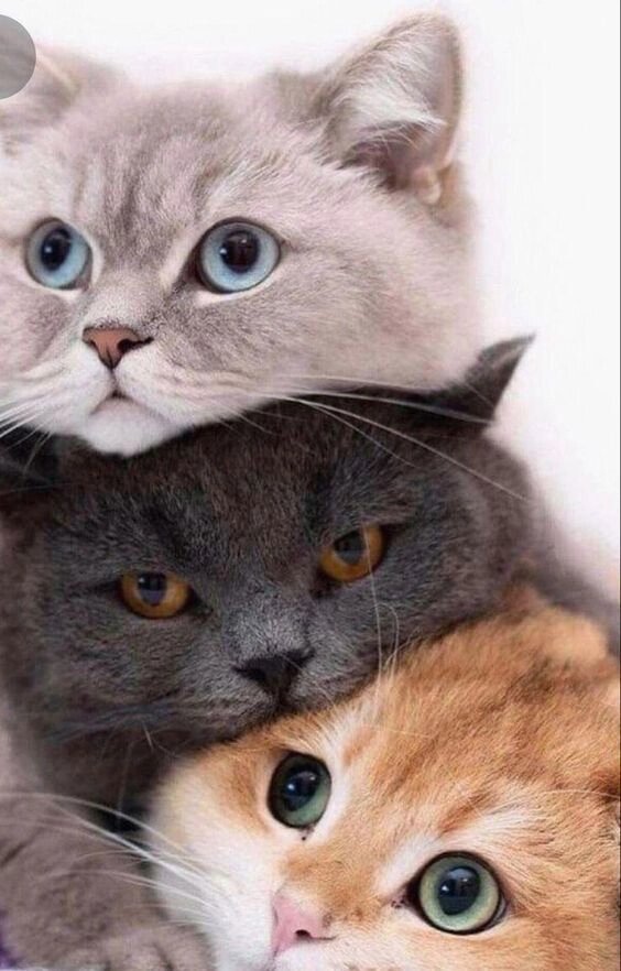 Картинка взята из интернета.