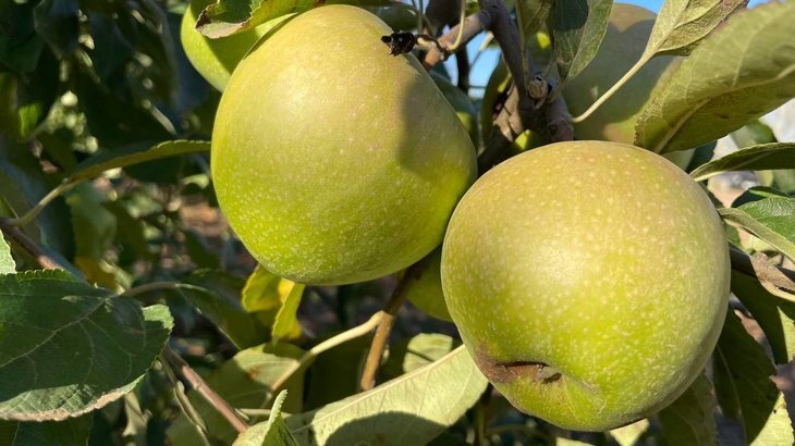    Крымские производители плодоовощных консервов в 3 раза увеличили выход продукции за шесть лет