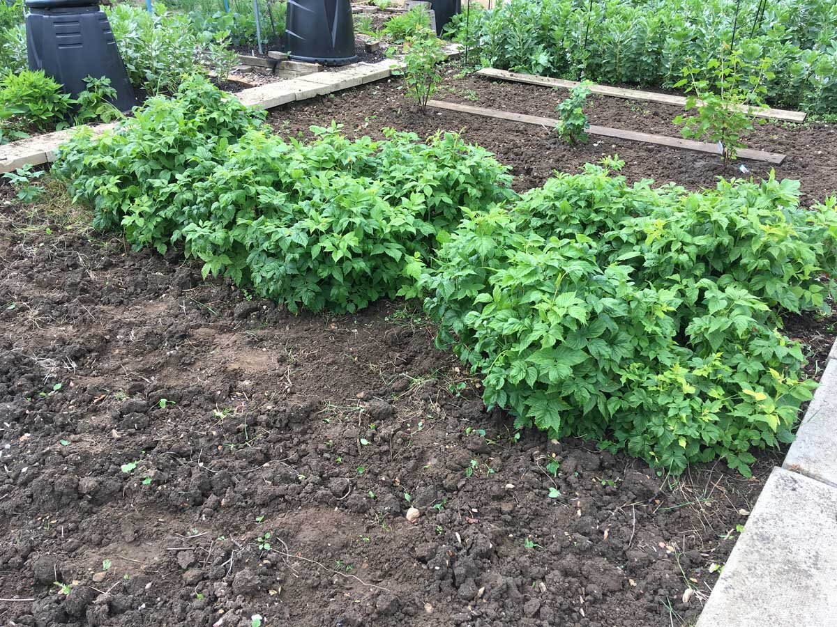 Первые посадки