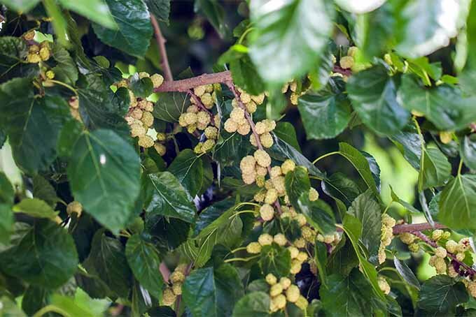 Белые плоды