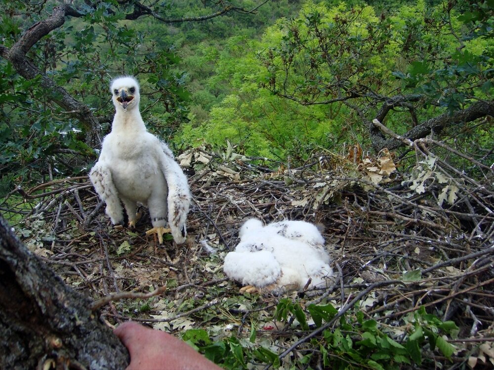 Фото молодых орлов снято орнитологом в процессе кольцевания.