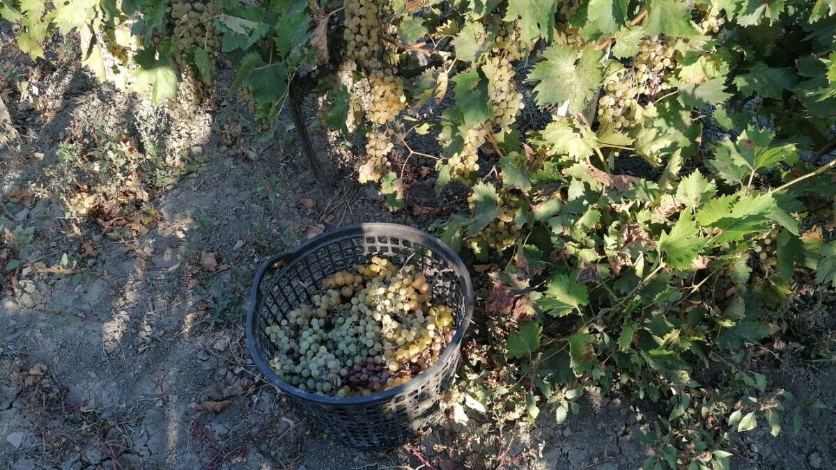 Собираем виноград