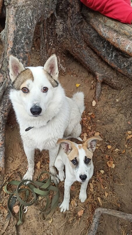 Дынька и Беляш 