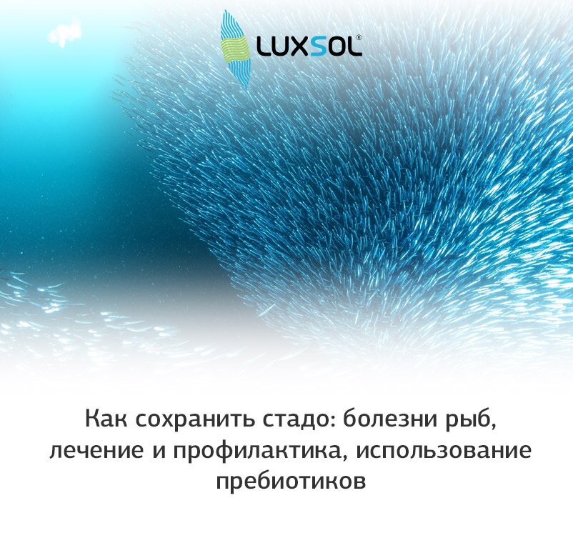 Как сохранить стадо: болезни рыб, лечение и профилактика, использование пребиотиков