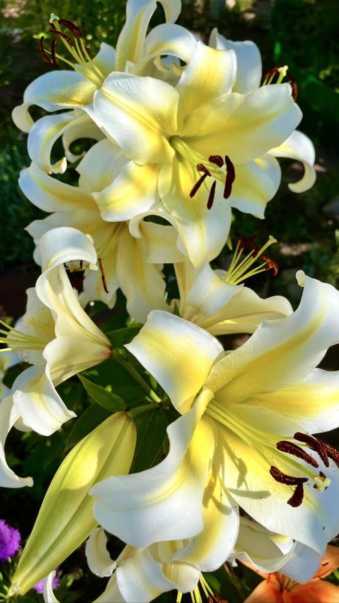 Настоящие солнечные вспышки лилии «Будлайт»