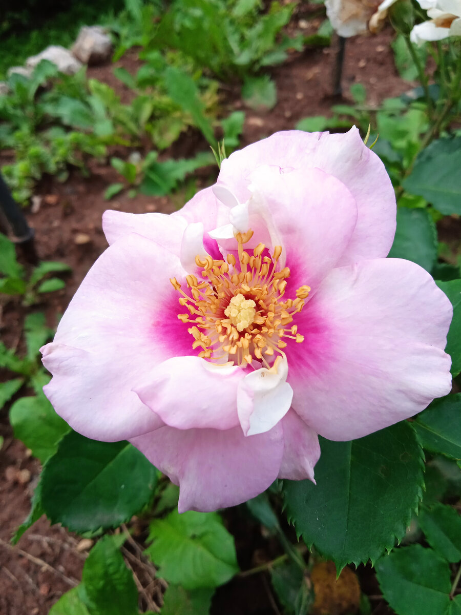 Флорибунда Айз Фо Ю