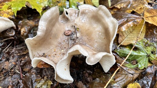 Вкусный сезонный гриб источающий неприятный запах при отваривании. Как размножаются грибы и где у них корни!