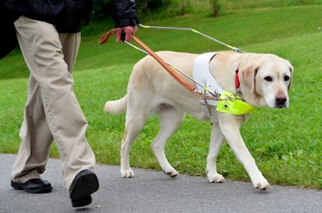   Как инвалиду получить собаку-поводыря?