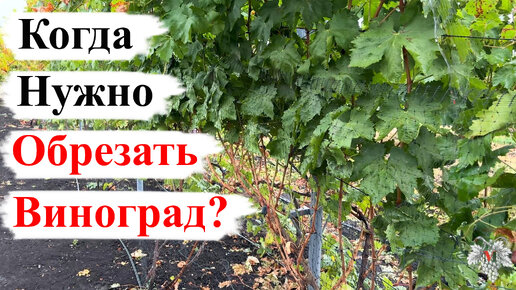 Когда НУЖНО ОБРЕЗАТЬ Виноград?