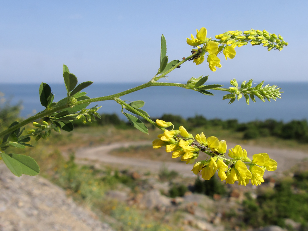 Донник желтый. Донник - Melilotus. Melilotus officinalis. Донник лекарственный Melilotus officinalis lam.. Melilotus sulcatus