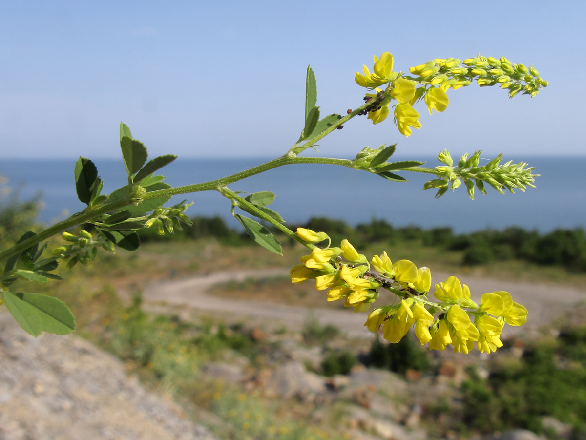 Донник фото. Донник - Melilotus. Melilotus officinalis. Донник лекарственный Melilotus officinalis lam.. Melilotus sulcatus.