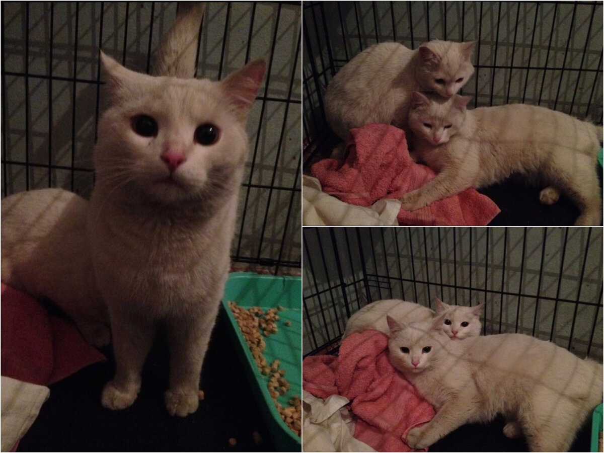 Котятам-подросткам, брату и сестре было примерно 7-8 месяцев. Фото сразу после отлова, еще грязные. Их отмыли, обработали от паразитов, стерилизовали и начали искать дом. Февраль 2014 года.