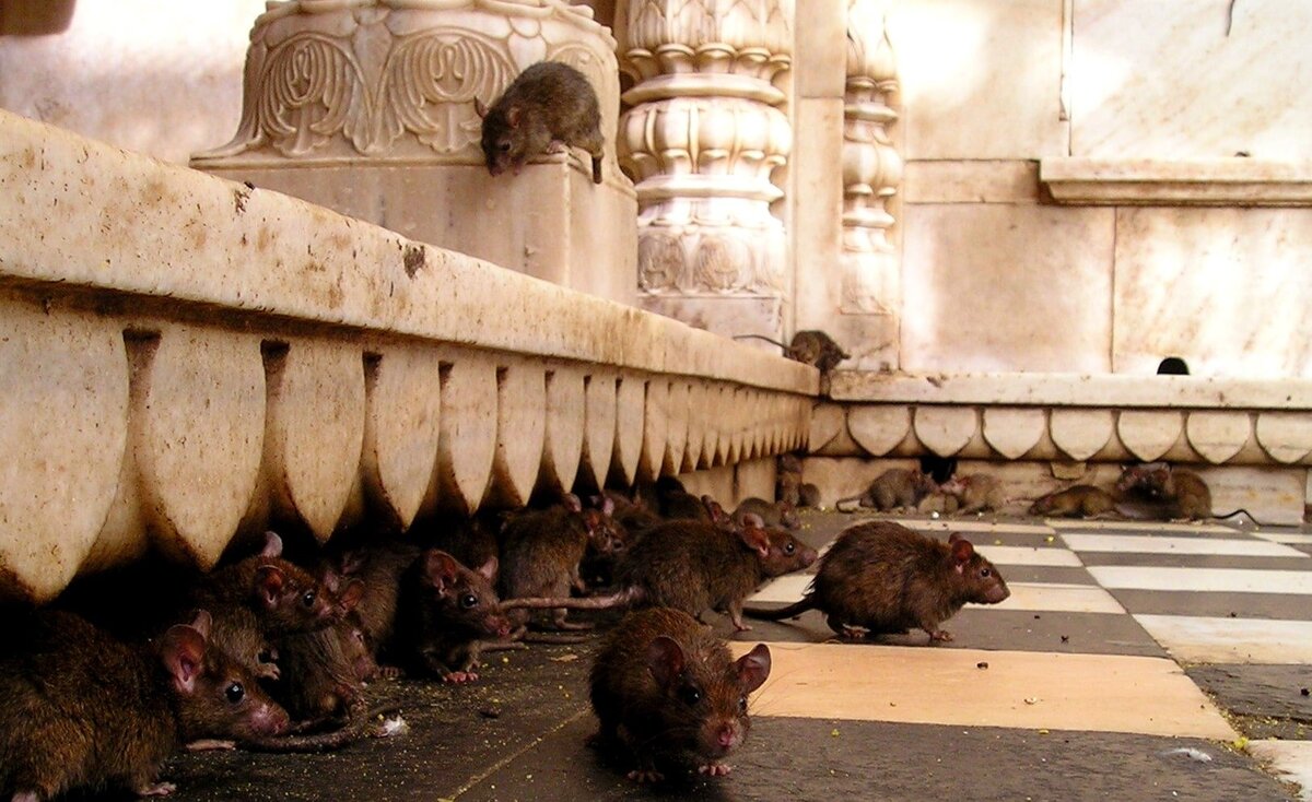 Последние три года Франция все ближе подходила к новому «витку развития»: из европейской культурной столицы, как утверждают СМИ, страна превратилась в самый настоящий клоповник.-3