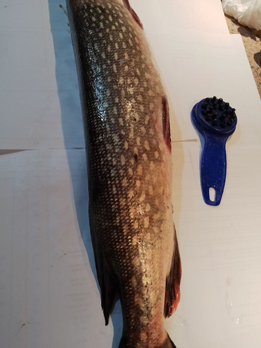 Раньше муж обрабатывал  рыбу сразу на берегу. Если не получалось, то застилал газетами ванну и чистил в ней. Потом приобрел такой нож и стал спокойно работать на кухне. 