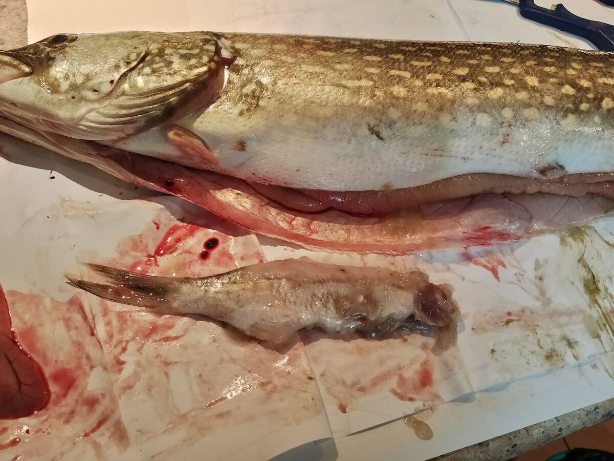 Мы надеялись, что щука с икрой, а там оказался подлещик (((