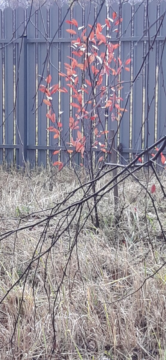 Остались зимовать на даче. 