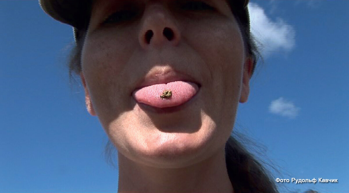 Физические лица или частные предприниматели получить лицензию не могут.