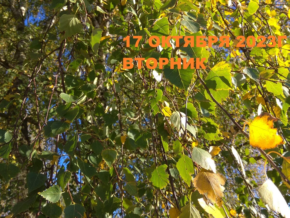 Вот и листья на  березке начали желтеть