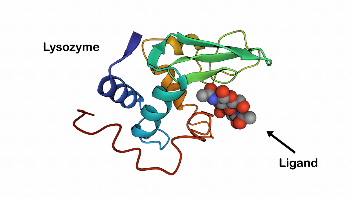 Структура лизоцима
