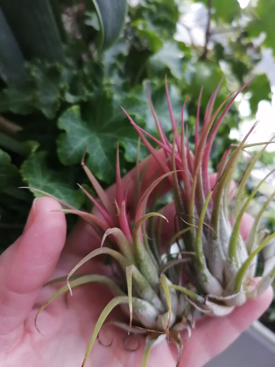 Две тилландсии атмосферные