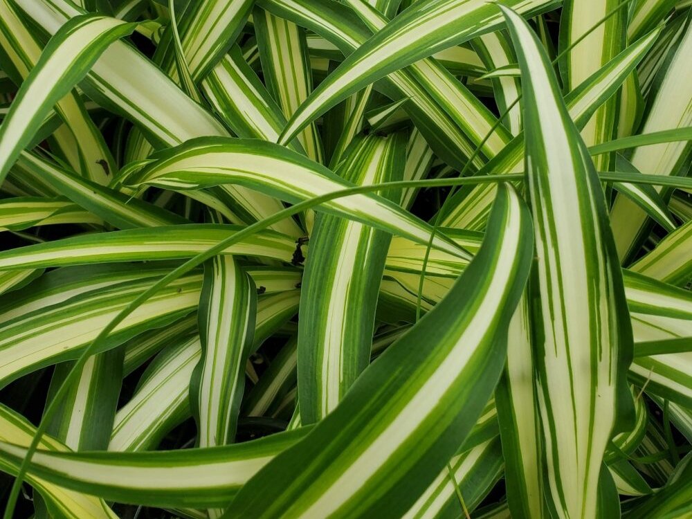 Хлорофитум Виттатум. Фото: sugarcreekgardens.com