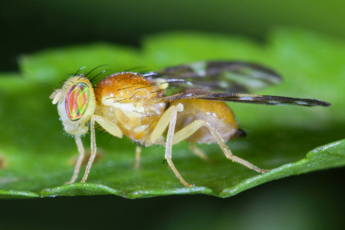 Полевая муха. Личинки дрозофилы в банане. Tephritidae. Tephritidae Familyasi.