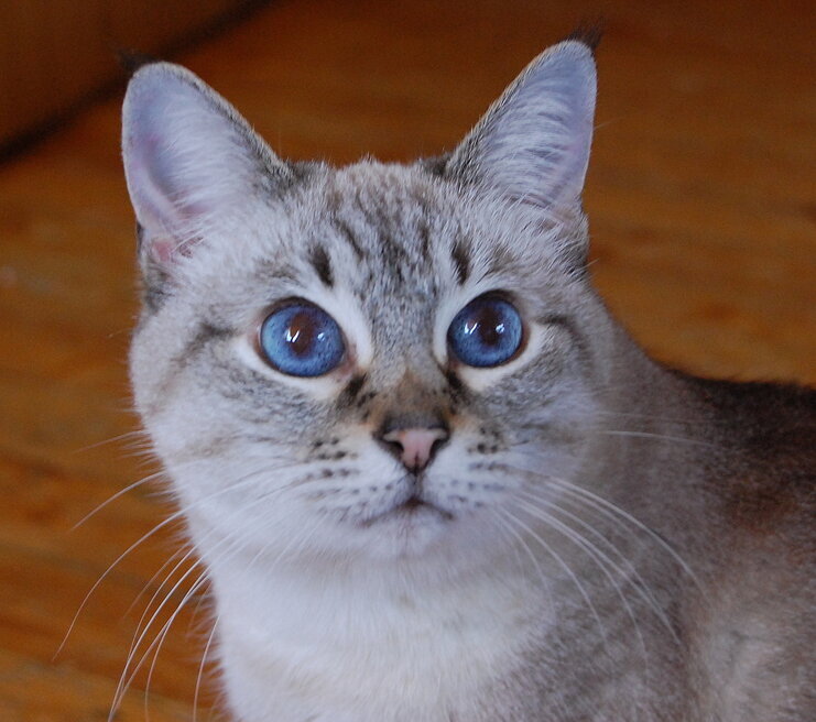 Мелани, моя первая тайская кошка