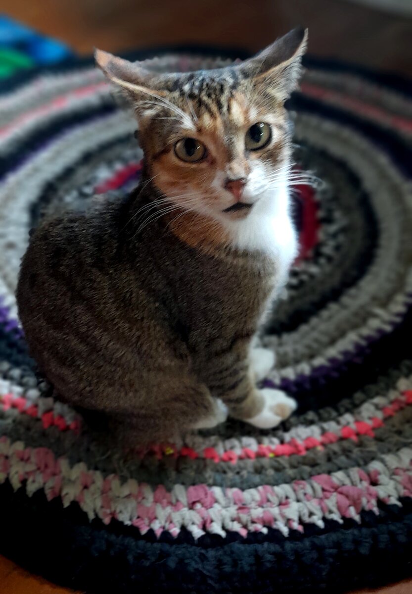 Ой, эту то девочку забыла))) Бусинка всё время вертелась на кухне под ногами - выпрашивала лакомства пока котики нежатся на печке.