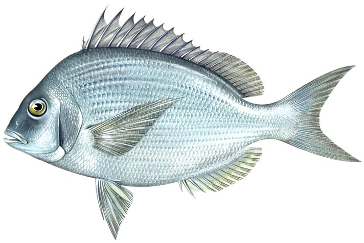 Stenotomus chrysops