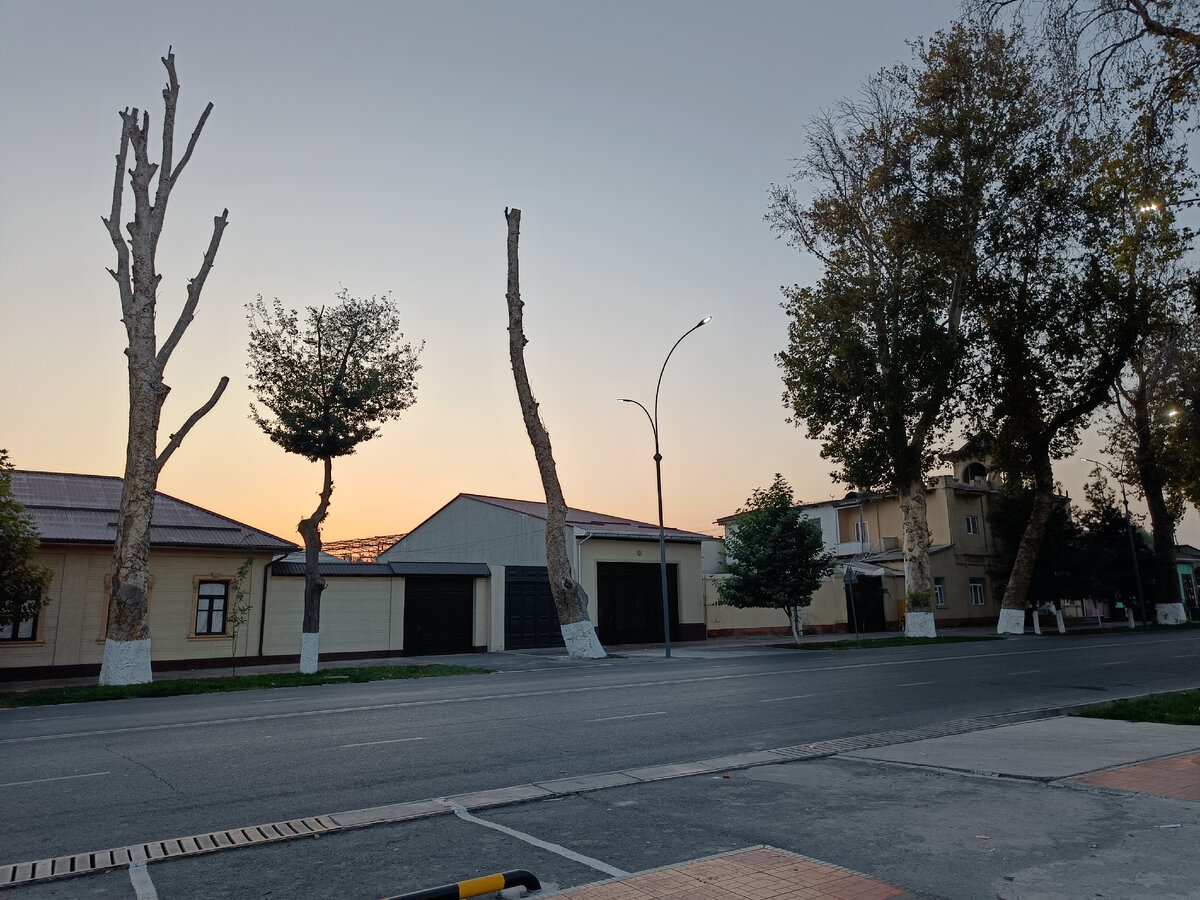 Узбекистан. Город Коканд. У чинар обрезана крона. Фотография автора 