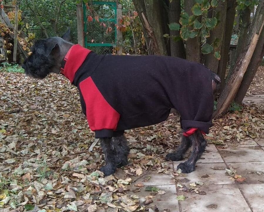 Комбез тактически пока велик, но собаке в нем вполне комфортно  