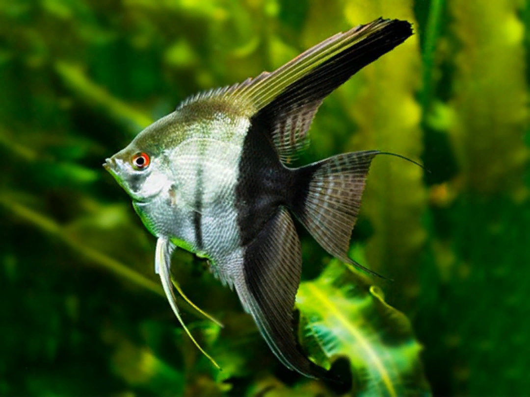 Скалярия Параиба Темная (Pterophyllum scalare Paraibа) не оферта, наличие подтверждается