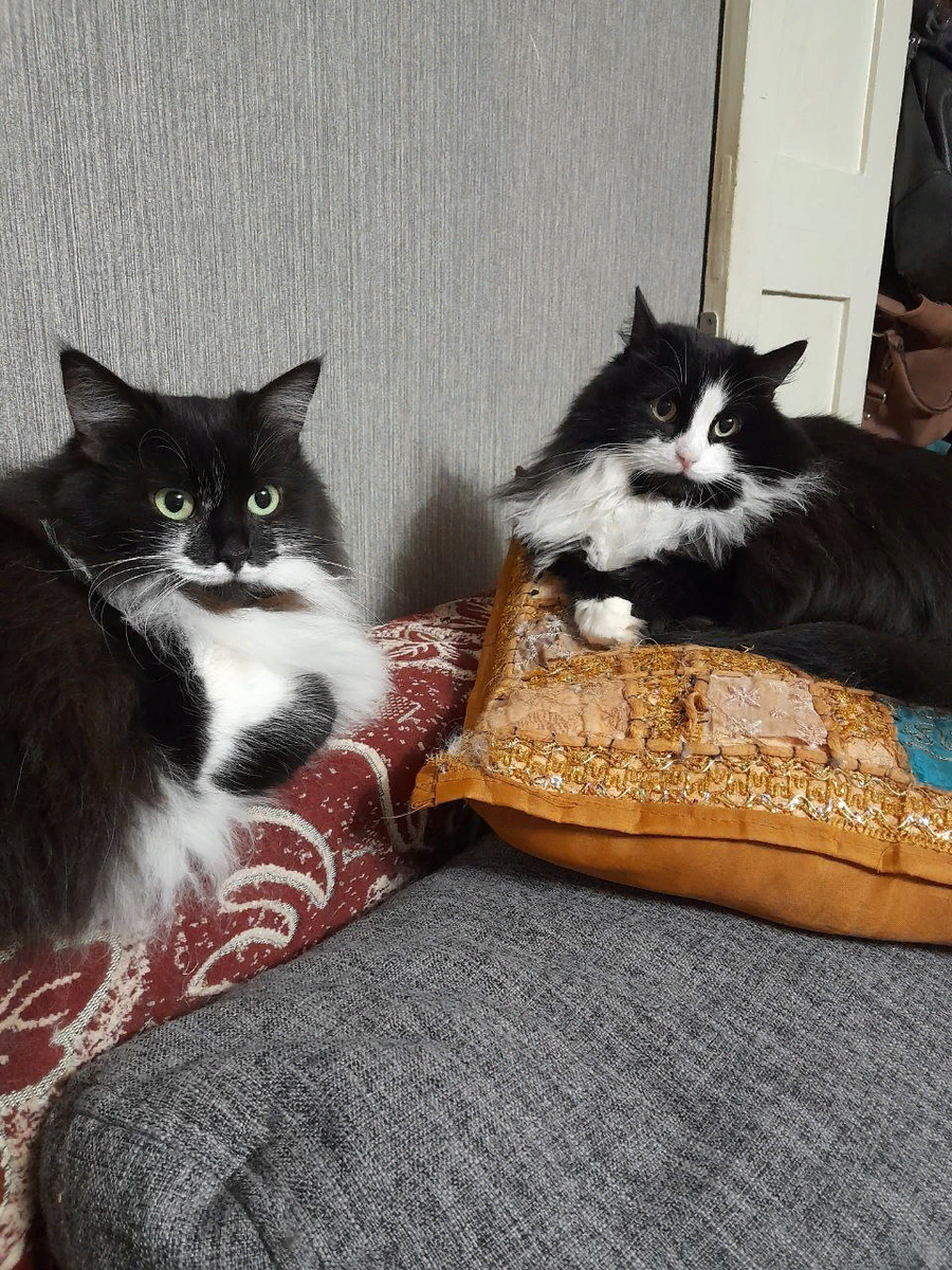 Алиса и Пуся, кошки моей подруги из Воронежа Елены.