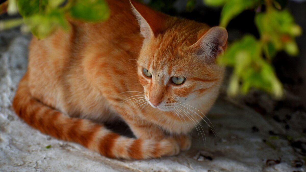 Кот станиславского. Найден кот солнечная 10. Персиковый полосатый кот. Кот ищет. Кот станиславского.