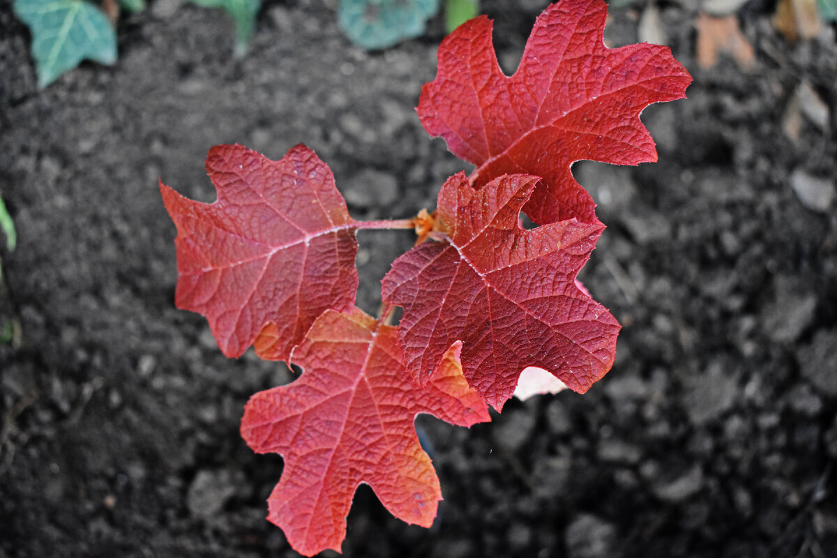 Огненная листва гортензии дуболистной