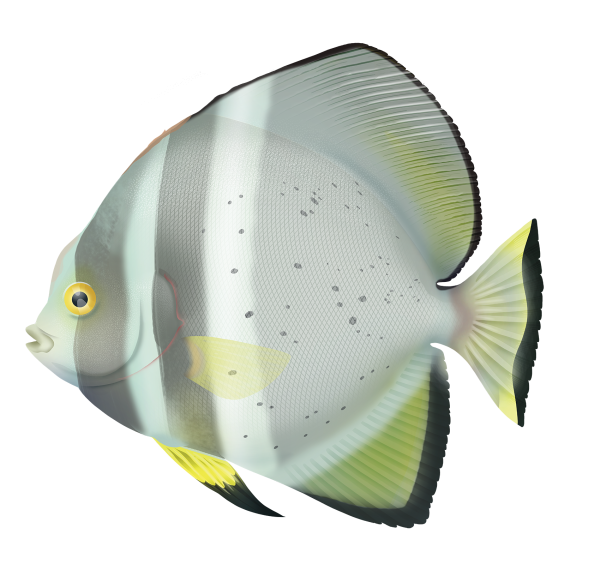 Platax orbicularis