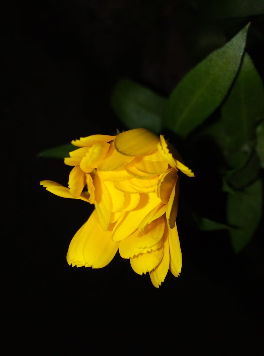 Осень всё ещё радует теплом, распускаются новые цветочки. Фото автора 