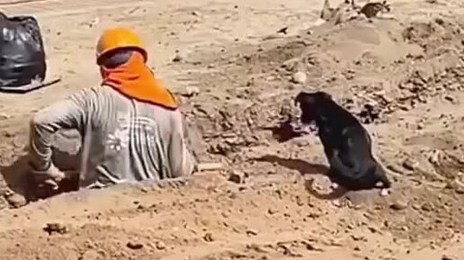 Дневник Грумера, Стрижка Animal | С ТАКИМ ПОМОЩНИКОМ, ВСЁ НЕ ПО ЧЁМ 💪🐶🐾 ...