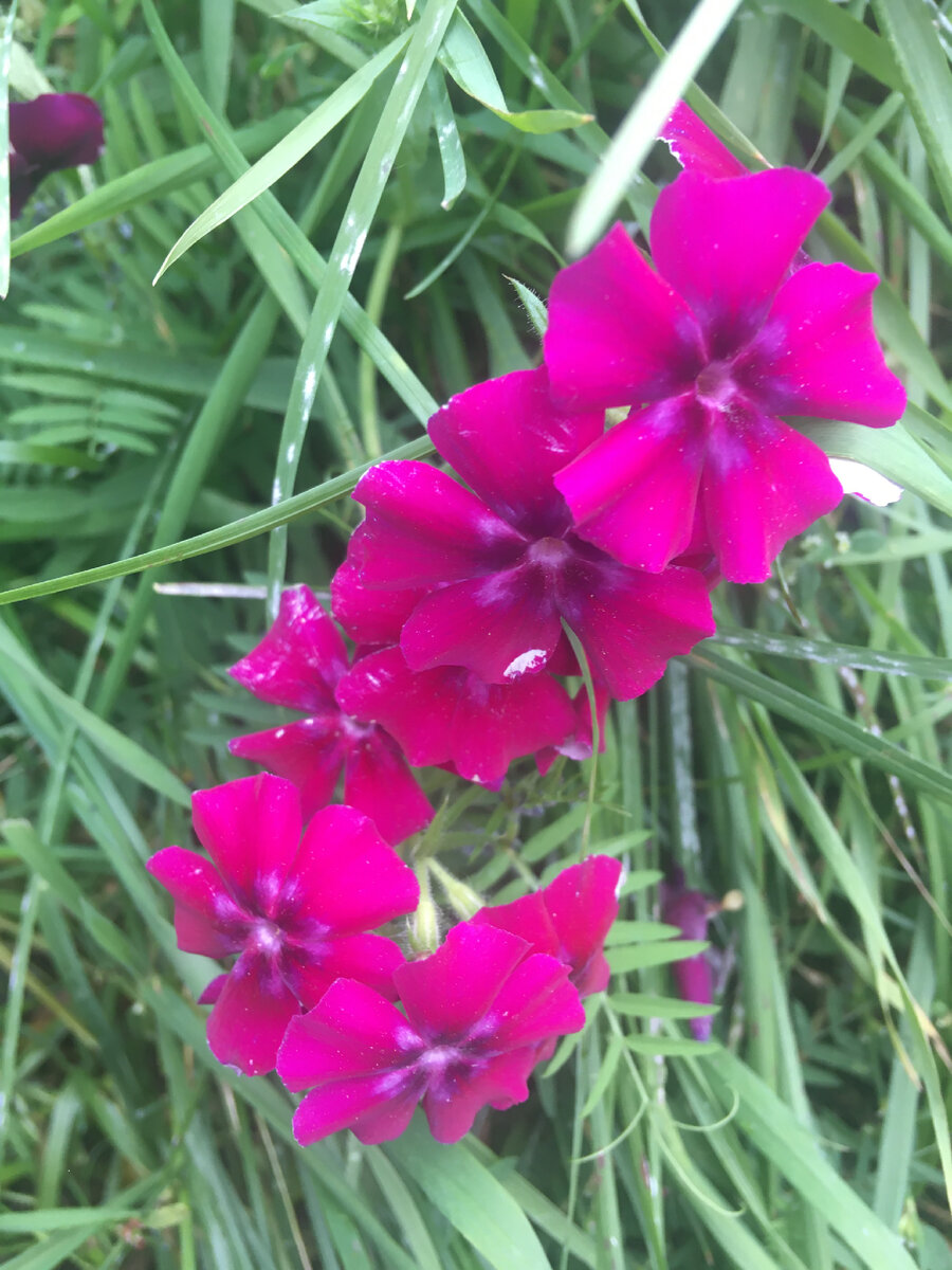 Последние осенние цветы