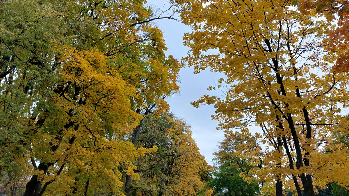 Золотая осень