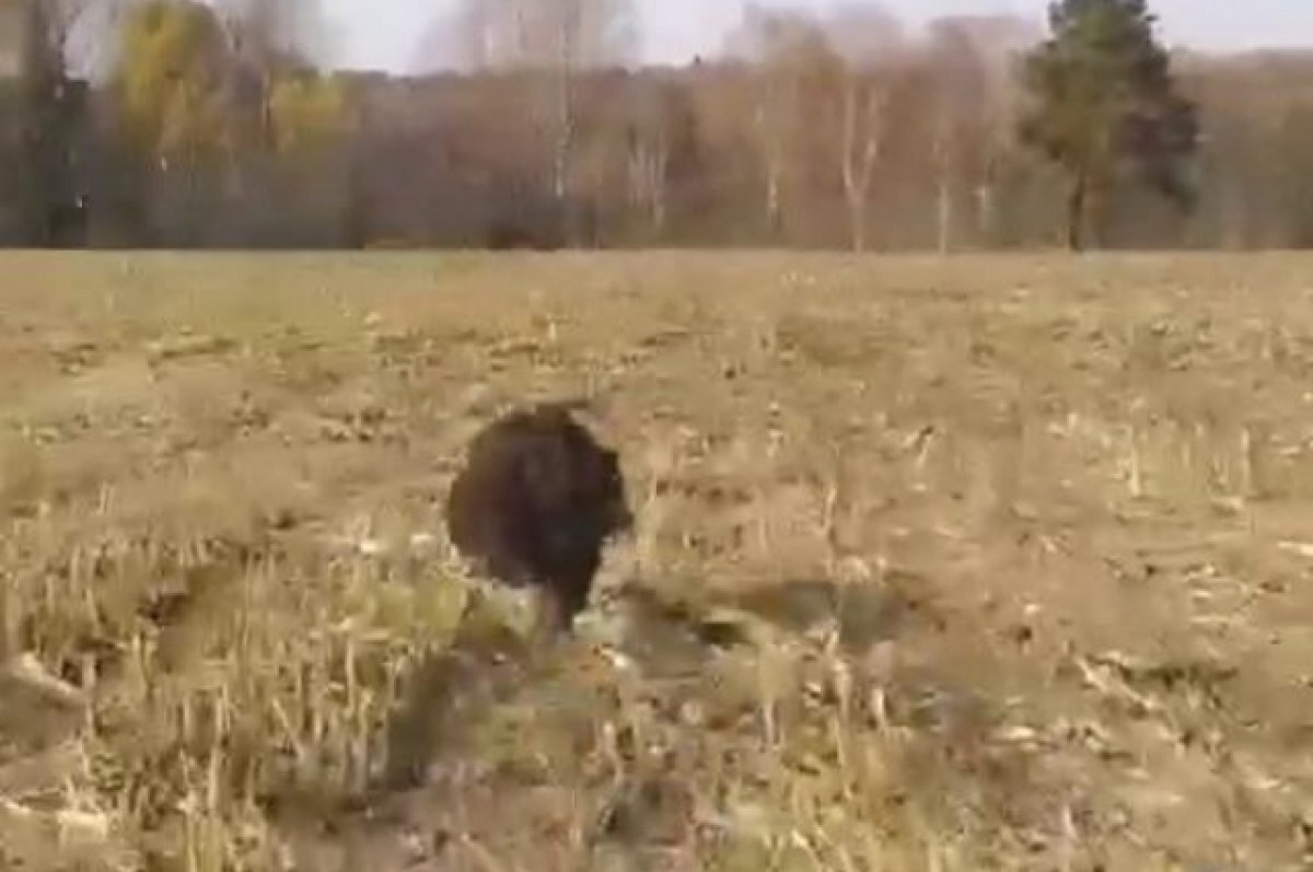    Под Новосибирском медведя прогнали в лес с поля автомобильным сигналом